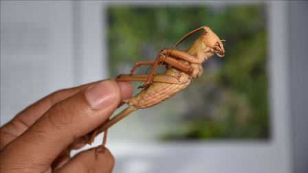 ET YİYEN ÇEKİRGE SAGA HAKKARİCA