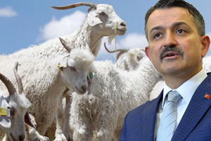 Anaç Keçi Desteği Artırıldı