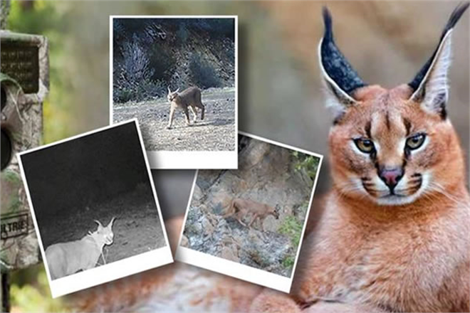 Karakulak Köyceğiz de Kameralara Takıldı