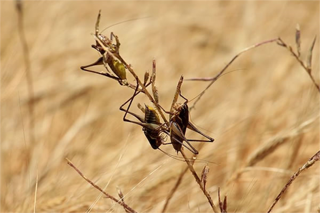 Çekirge İstilası Açlık Krizine Neden Oldu