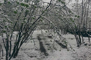 Kar Yağışı Fındık Üreticisini Sevindirdi
