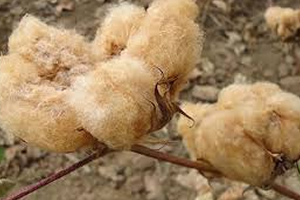 Renkli Pamukta Deneme Üretimi Başarılı