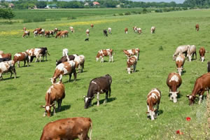 Kırmızı Et Fiyatlarına Mera Çözümü