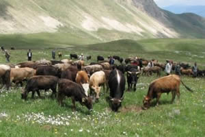 DAP`tan Hayvancılığa 21 Milyon 790 bin Lira Destek