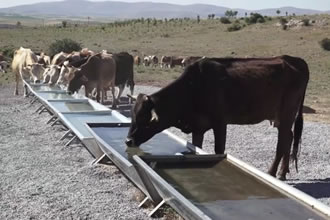 Kayserililere Hayvancılık Desteği