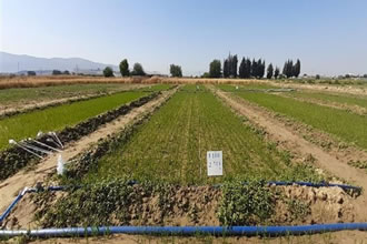 Biga da Damlama Sulama İle Yetiştirilen Çeltikler Hasat Edildi