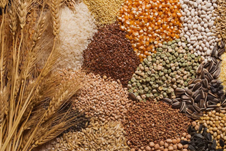 Gaziantep te Çiftçilere Tohum Desteği