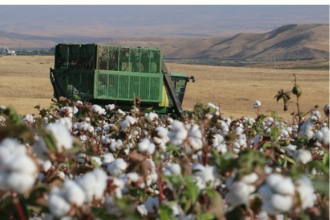 Pamukta Prim Artışı Sektörü Sevindirdi