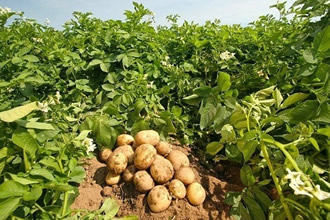 Devlet Desteği Patates Üretimini Artırdı