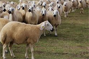 Bayburt ta 360 Koyun Dağıtıldı