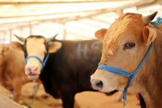 TKDK Büyükbaş Hibesi Nasıl Alınır