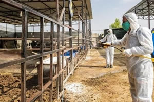 ÜÇ GÜN HASTALIĞINA ÖNLEM ALIN