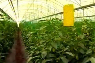 Tütün Beyazsineği İle Mücadele