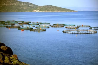 Yeni Yetiştiricilik Alanları Belirlendi