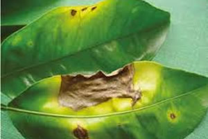 TURUNÇGİL KAHVERENGİ LEKE HASTALIĞI