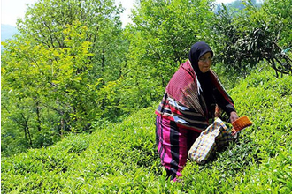 Yaş Çayda Fark Ödemesi 13 Kuruş