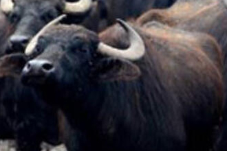 Bafra`da 36 Kişiye Manda Combası Verildi