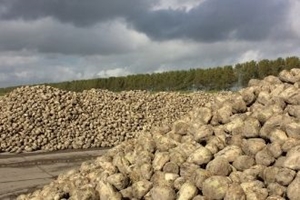 2020 YILI ÜRÜNÜ ŞEKER PANCARI BAZ ALIM KESİN FİYATI