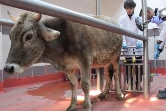 Veteriner Hekimler `Tek Sağlık Yasası` İstiyor