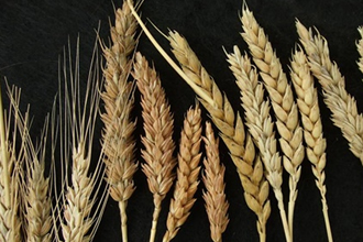 Doğru Tohum İlaçlaması Nasıl Yapılmalı