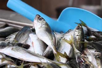 Su Ürünleri Başvurusu 25 Aralık ta Sona Eriyor