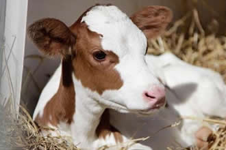 Buzağı Desteği Başvuruları Devam Ediyor