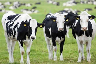 Düve Desteği Başvuruları Devam Ediyor