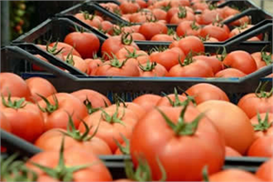 Rusya İthalat Yasağı Getirdi