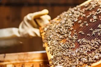 Arılı Kovan Desteği Başvuruları Yarın Sona Eriyor