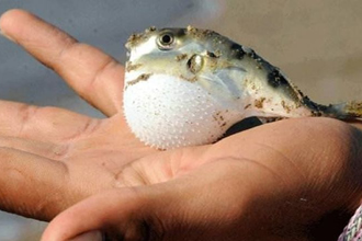 Kuyruk Başına 5 Lira Destek