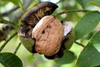 Bandırma 33 Ülkeye Ceviz Fidanı İhraç Ediyor