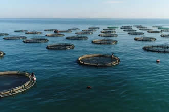 Su Ürünleri Destekleri Başvuruları İçin Son Gün