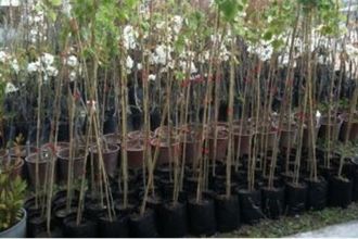 Hatay da Ihlamur Fidanı Dağıtıldı