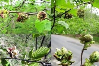 Fındık Kozalak Akarı na Dikkat