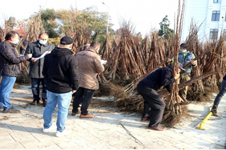 Yalova da Fidan Dağıtıldı