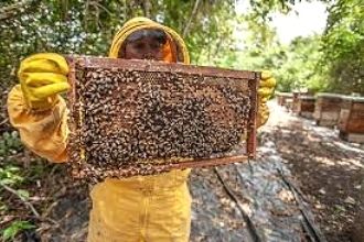 Organik Arıcılığa Destek