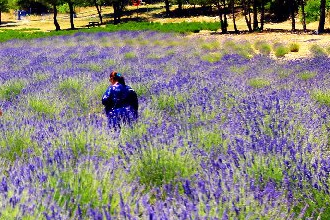 Muğla da Lavanta ikinci Hasat