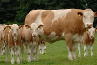 Van da Yetiştiricilere Düve Desteği