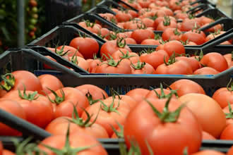 İhracatçılar Rusya ya Domates Kotasının Kaldırılmasını İstiyor