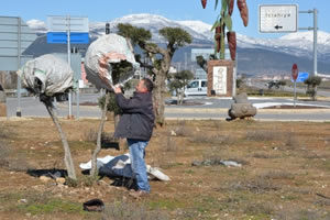 Zeytin e Çuval ile Koruma