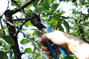 Budama İle İlgili Temel Bilgiler