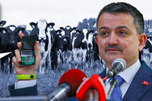 Büyükbaş Hayvanlara Yeni Tip Kulak Küpesi