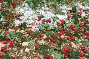 Dolu Riski ne Karşı Sigortanız Var mı