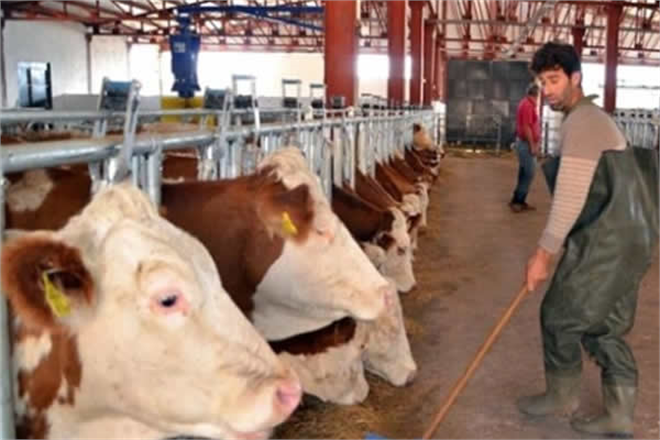 Hayvancılığa Son 17 Yılda 33 Milyar Lira