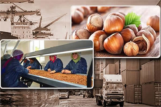 Türkiye Fındık Üretimi ve İhracatında Dünya Lideri