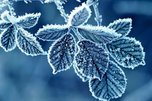 DİKKAT Zirai Don Riski