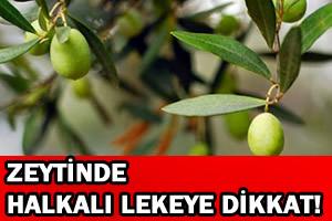 Zeytinde Halkalı Lekeye Dikkat