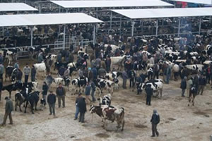 Koronavirüs Tedbirleri Kapsamında 5 İldeki Çalışmalar Devam Ediyor