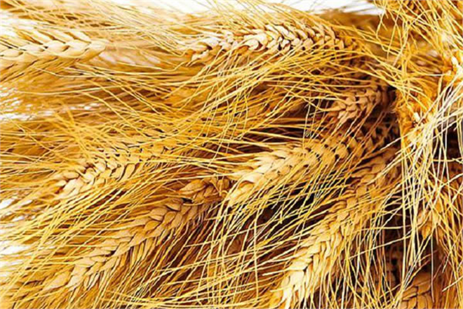 Dünya Un Sektörü Antalya da Buluşacak