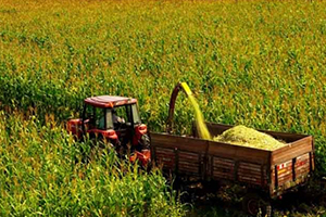 Üreticilere Silajlık Mısır Tohumu Dağıtıldı